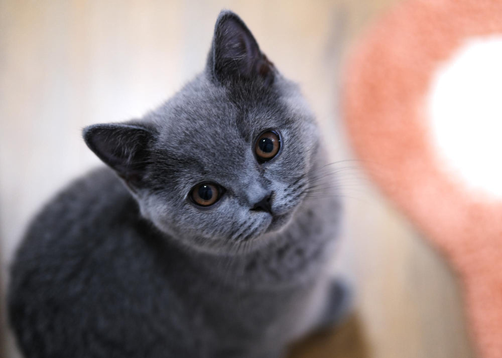 腎貓有哪些症狀？如何照顧腎貓？腎貓類型、症狀、照顧原則解析