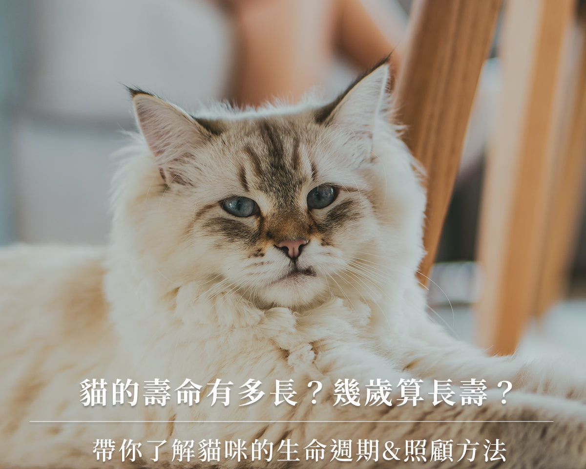 貓的壽命有多長？幾歲算長壽？帶你了解貓咪的生命週期&照顧方法