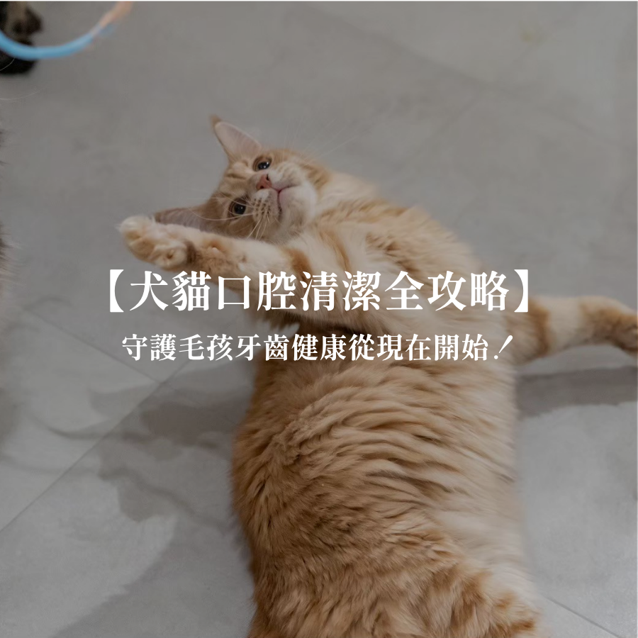 【犬貓口腔清潔全攻略】不只刷牙這麼簡單！守護毛孩牙齒健康從現在開始！