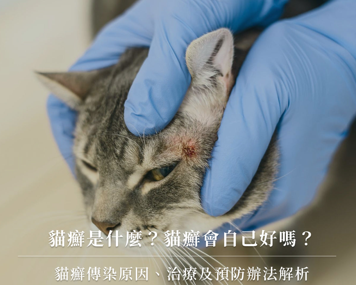 貓癬是什麼？貓癬會自己好嗎？貓癬傳染原因、治療及預防辦法解析