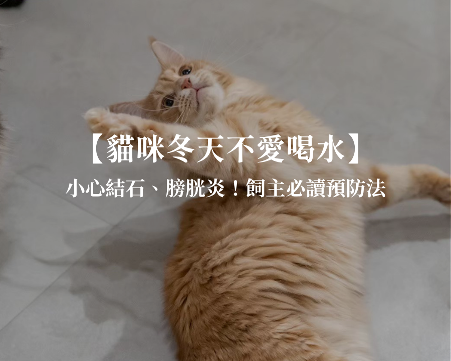 貓咪冬天不愛喝水，小心結石、膀胱炎找上門！飼主必讀預防法