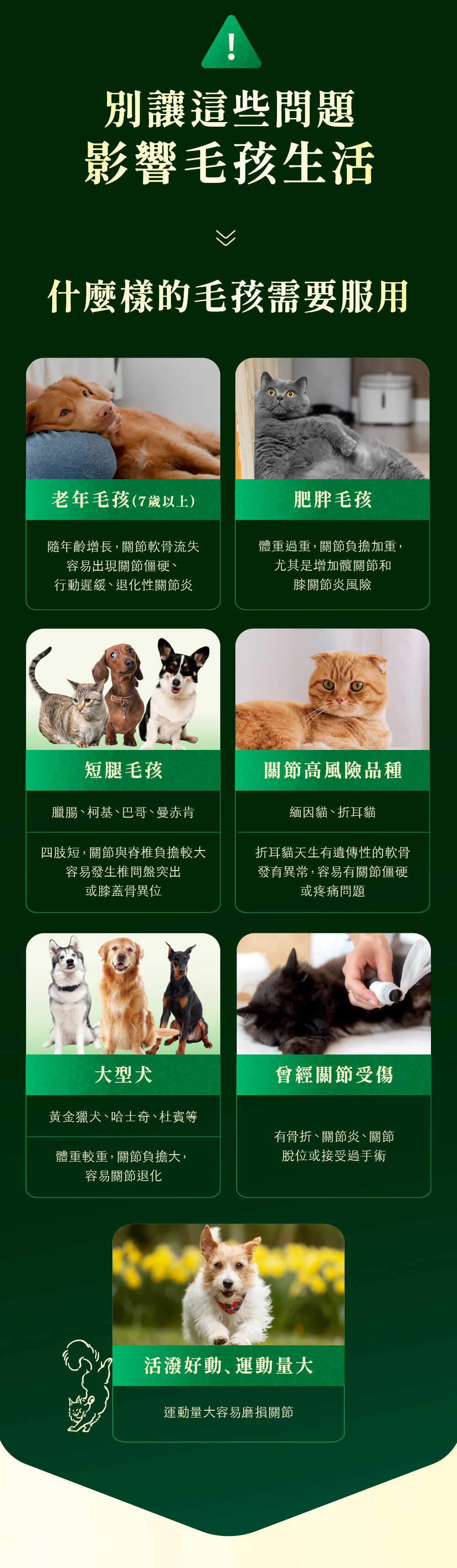 [Jadever] 限時活動｜NMN 關節超能精萃4入組｜NAD+ 關節保健