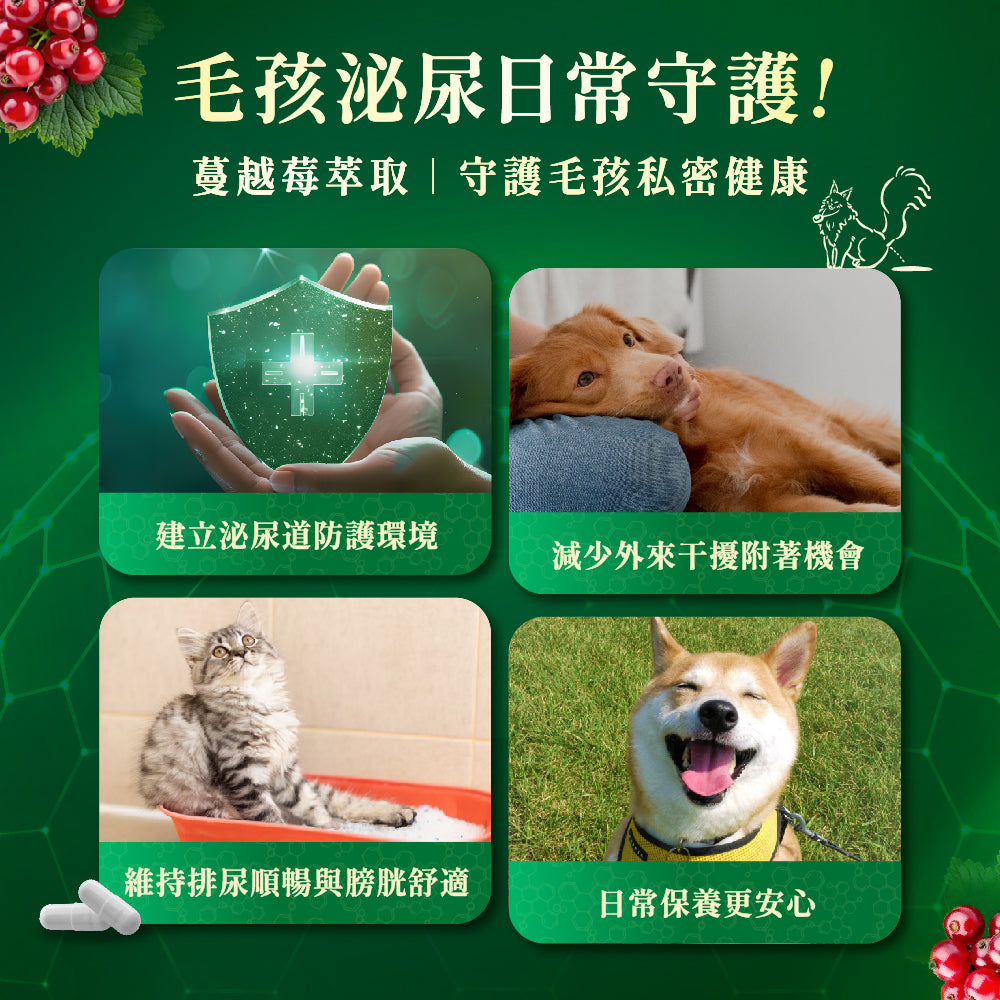 [Jadever]  預購｜磷衡白晶萃｜犬貓日常循環保養