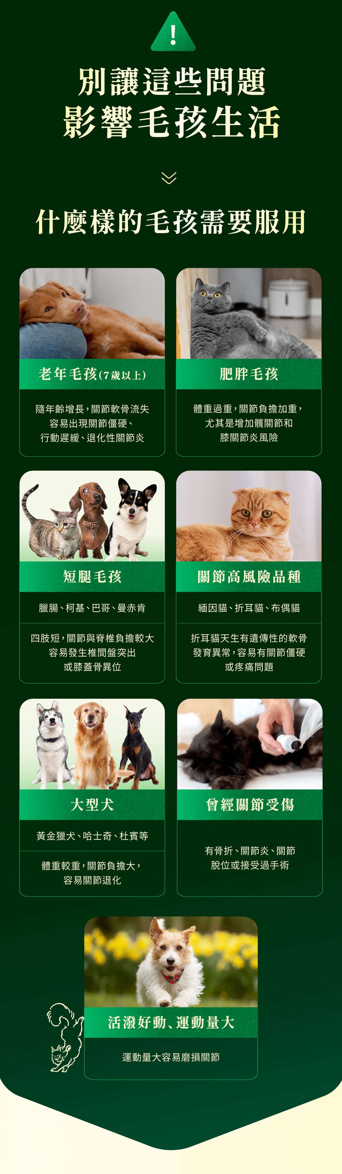 [Jadever] 中大型犬｜NMN 關節超能精萃8入組｜NAD+ 關節保健