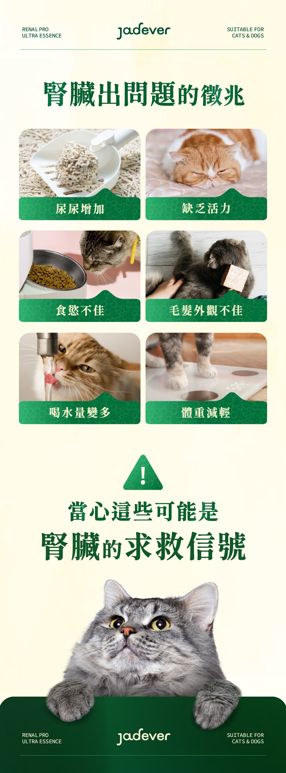 [Jadever] 預購｜護腎超導精華 50ml / 瓶｜預計一月底到貨後，按訂單順序安排寄出